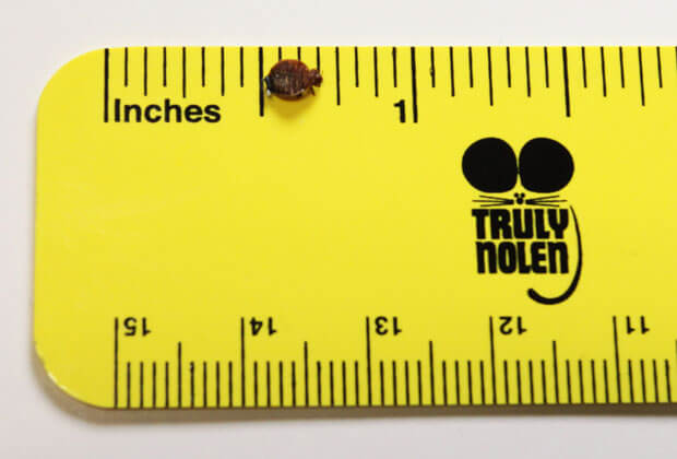 Bed Bug Close-up