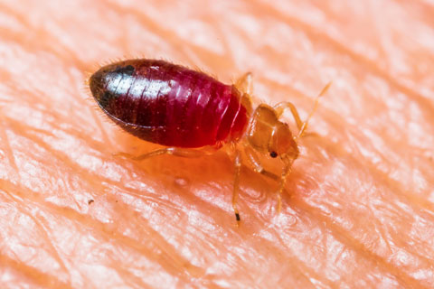 Bed Bug Infestation