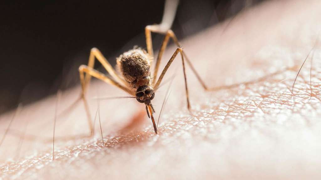 Mosquito Infestation