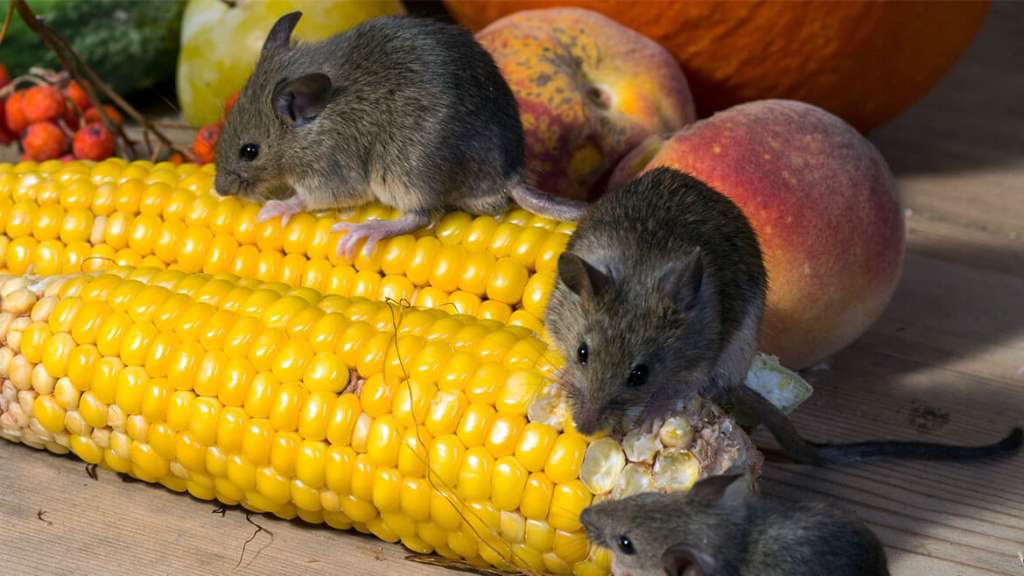 Rodent Infestation