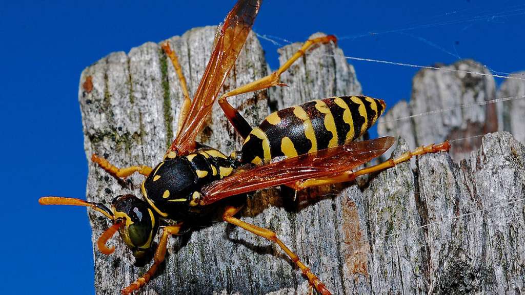 Wasp Infestation
